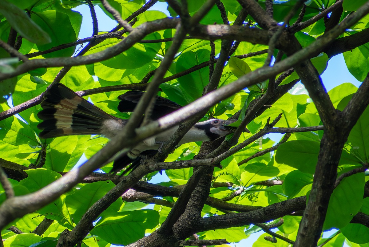 Luzon Hornbill - ML647425055