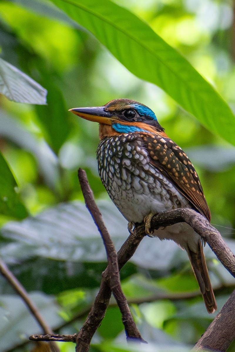 Spotted Kingfisher - ML647425074