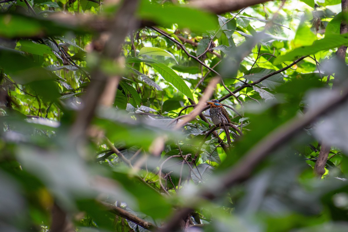 Spotted Kingfisher - ML647425078