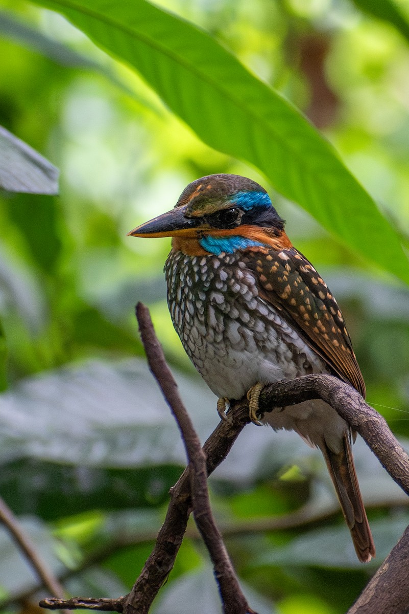 Spotted Kingfisher - ML647425079