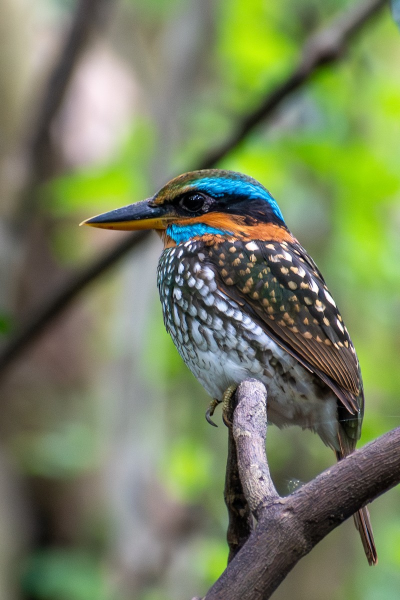 Spotted Kingfisher - ML647425081