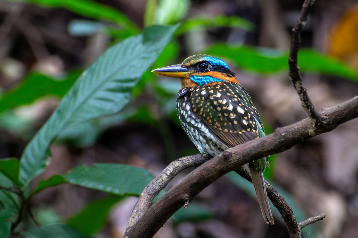 Spotted Kingfisher - ML647425082