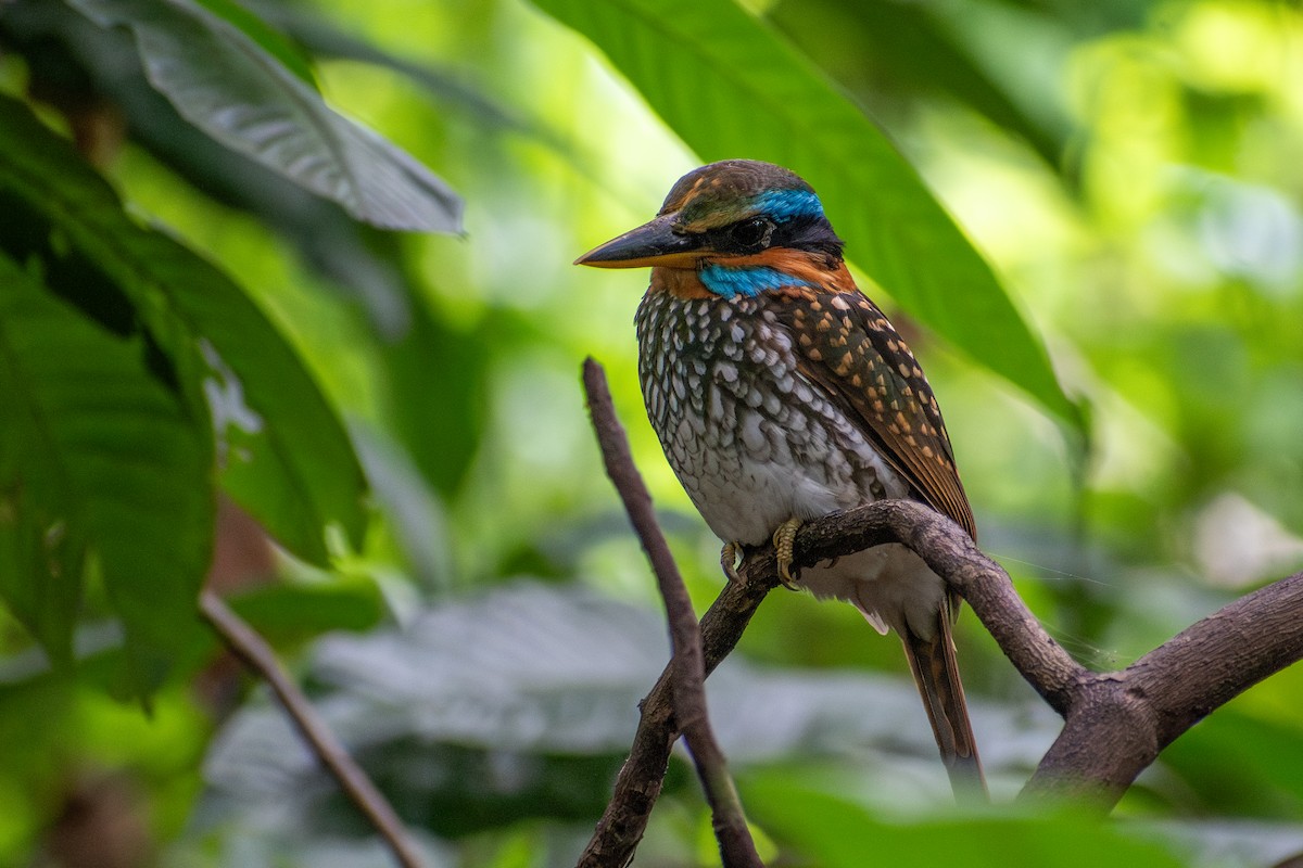 Spotted Kingfisher - ML647425085