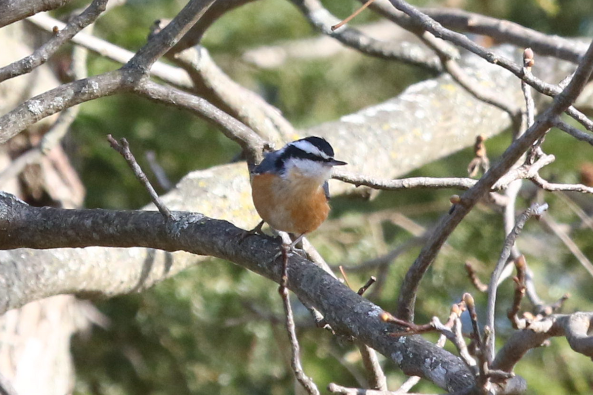 Red-breasted Nuthatch - ML647425104