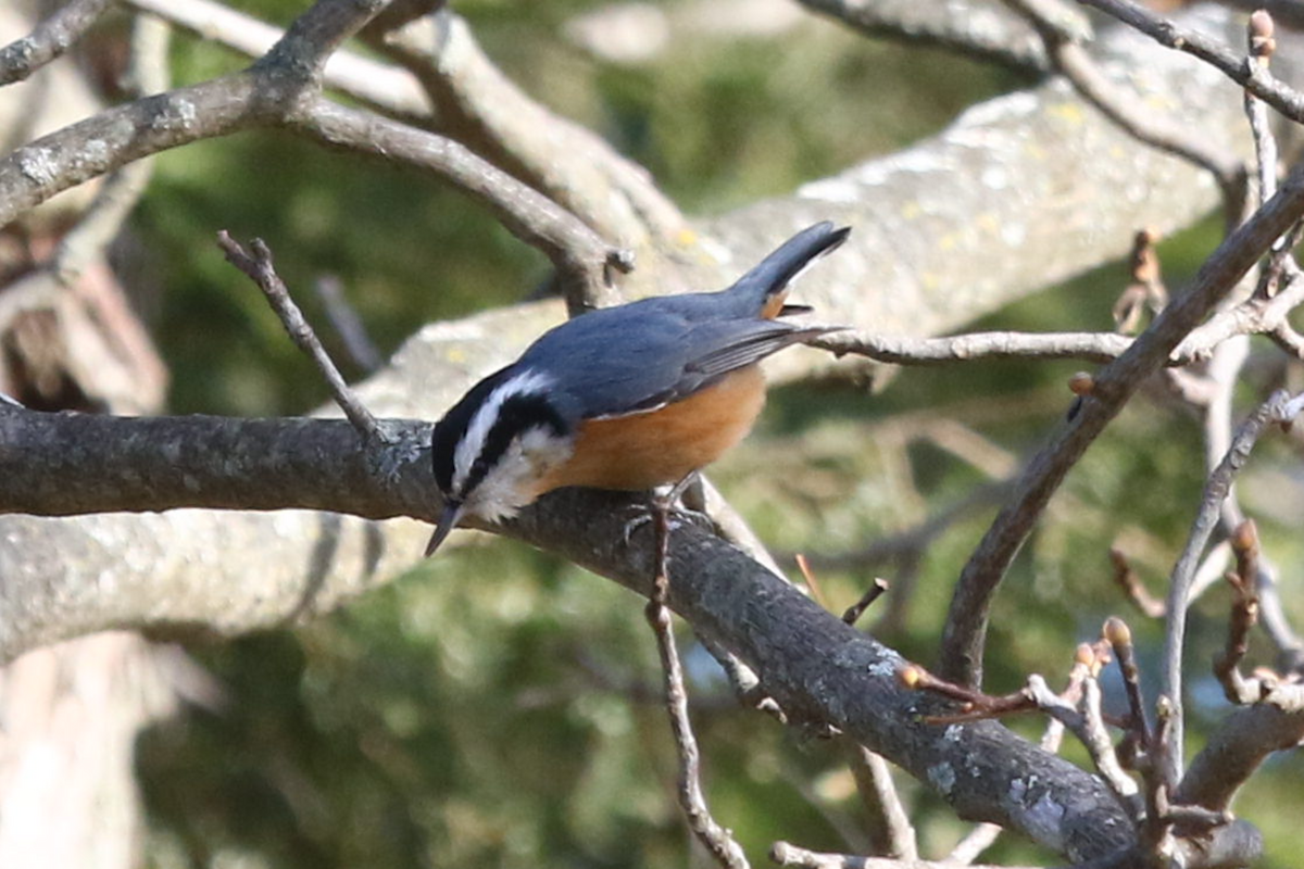 Red-breasted Nuthatch - ML647425105