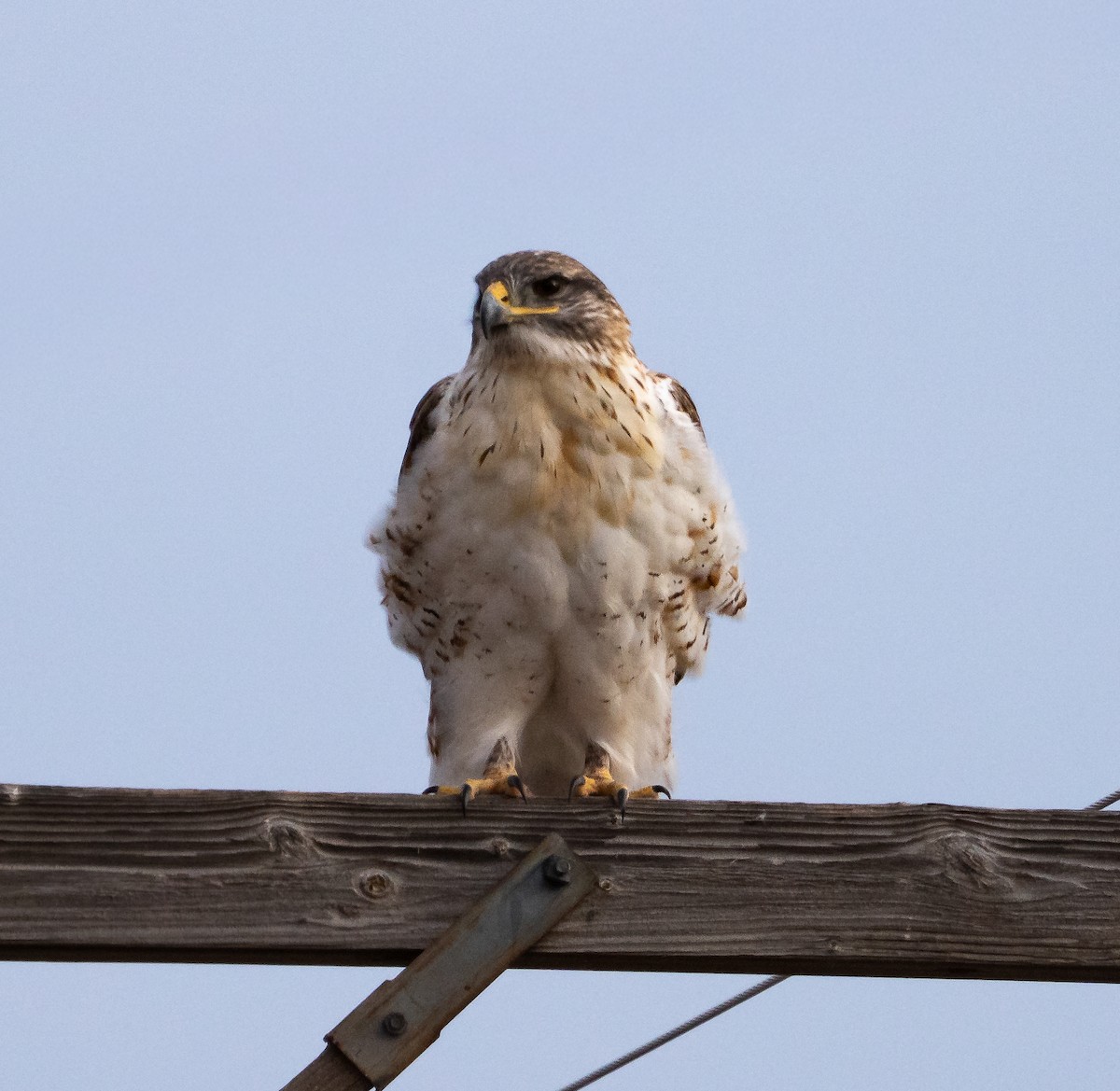 Ferruginous Hawk - ML647425107