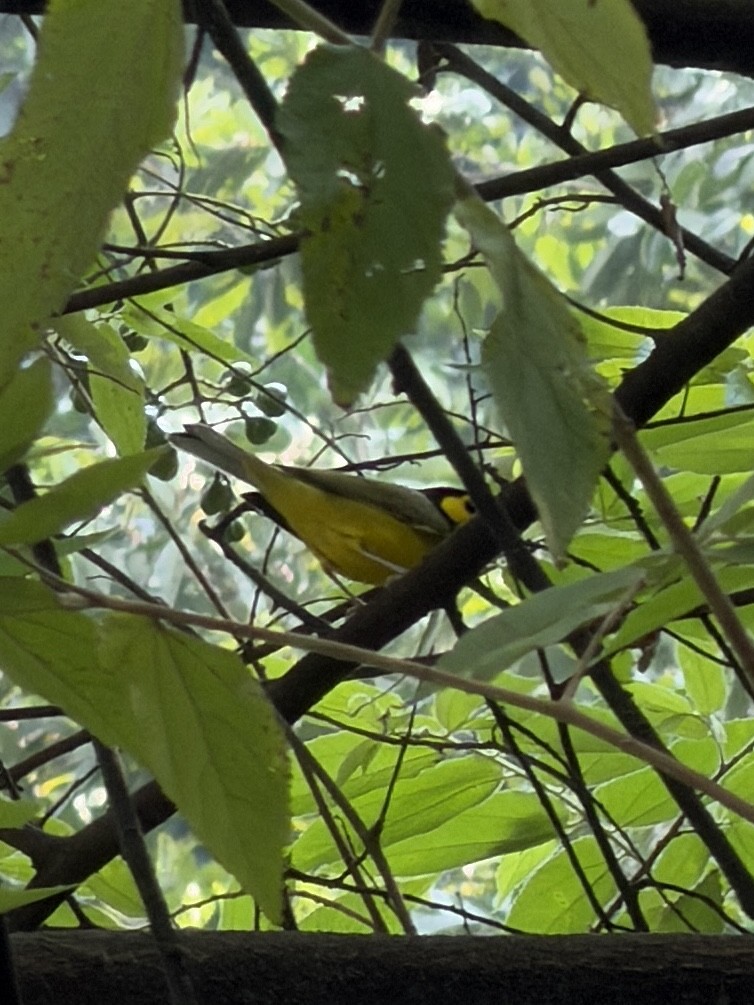 クロズキンアメリカムシクイ - ML647425108