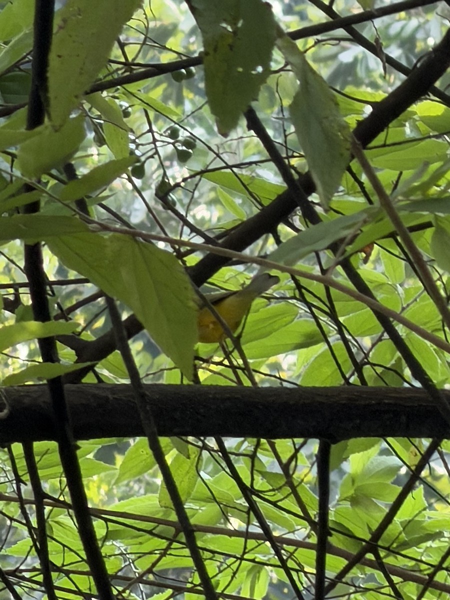 クロズキンアメリカムシクイ - ML647425109