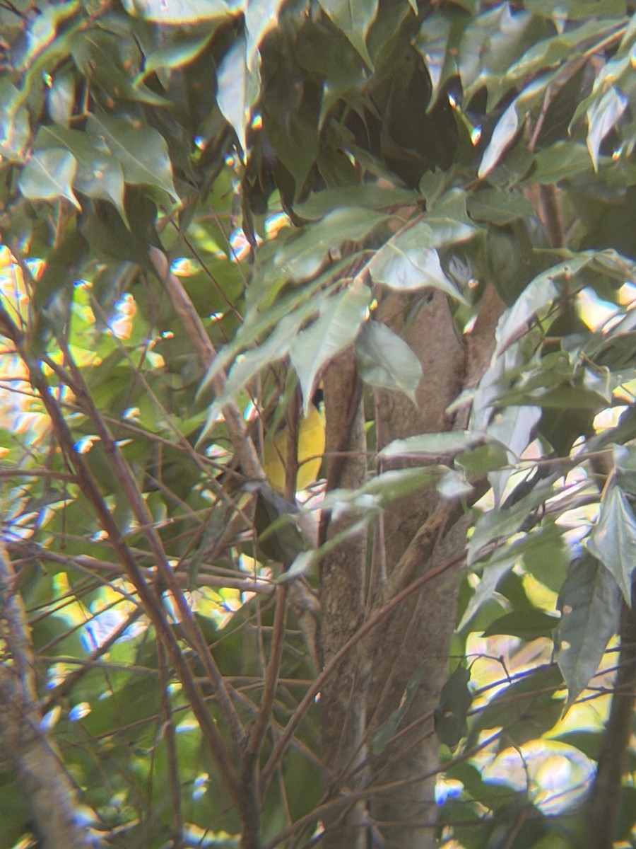 クロズキンアメリカムシクイ - ML647425110