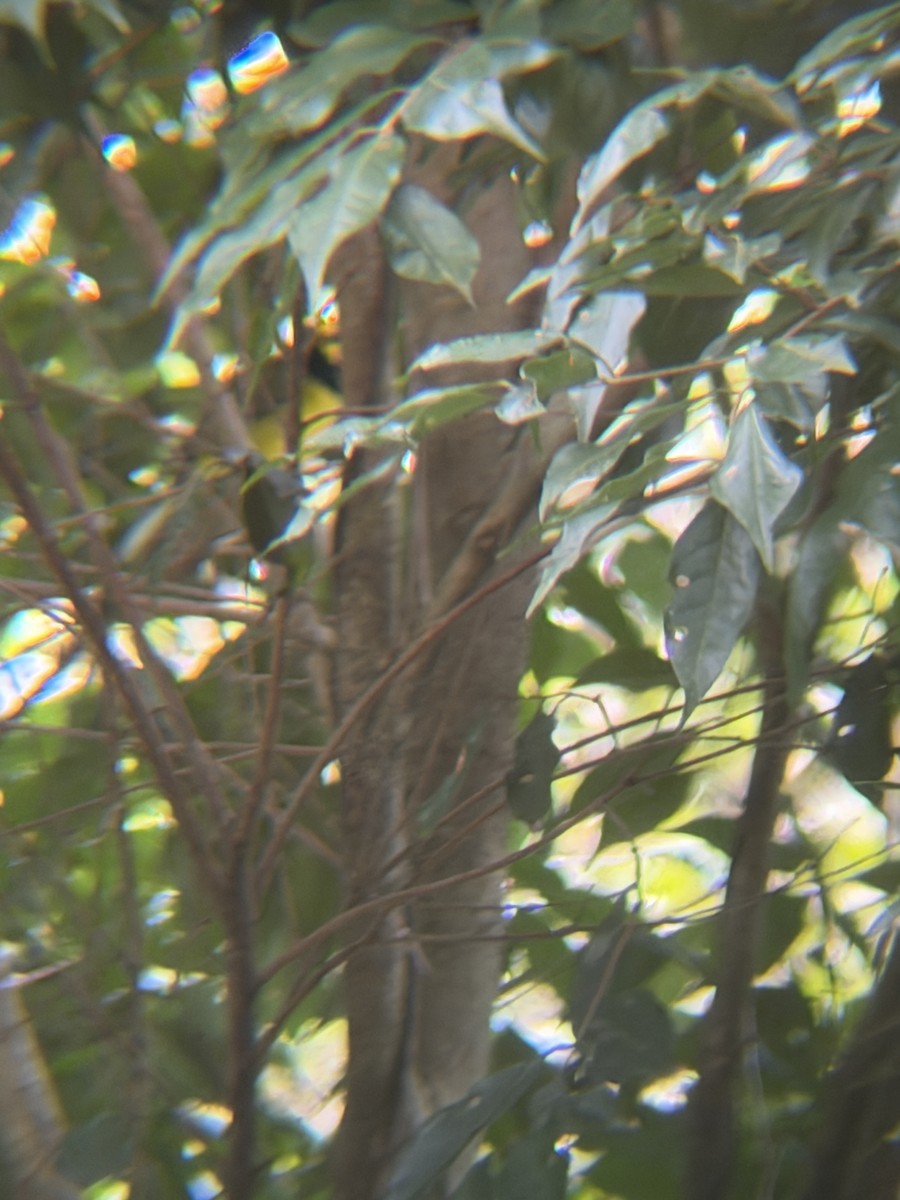 クロズキンアメリカムシクイ - ML647425111