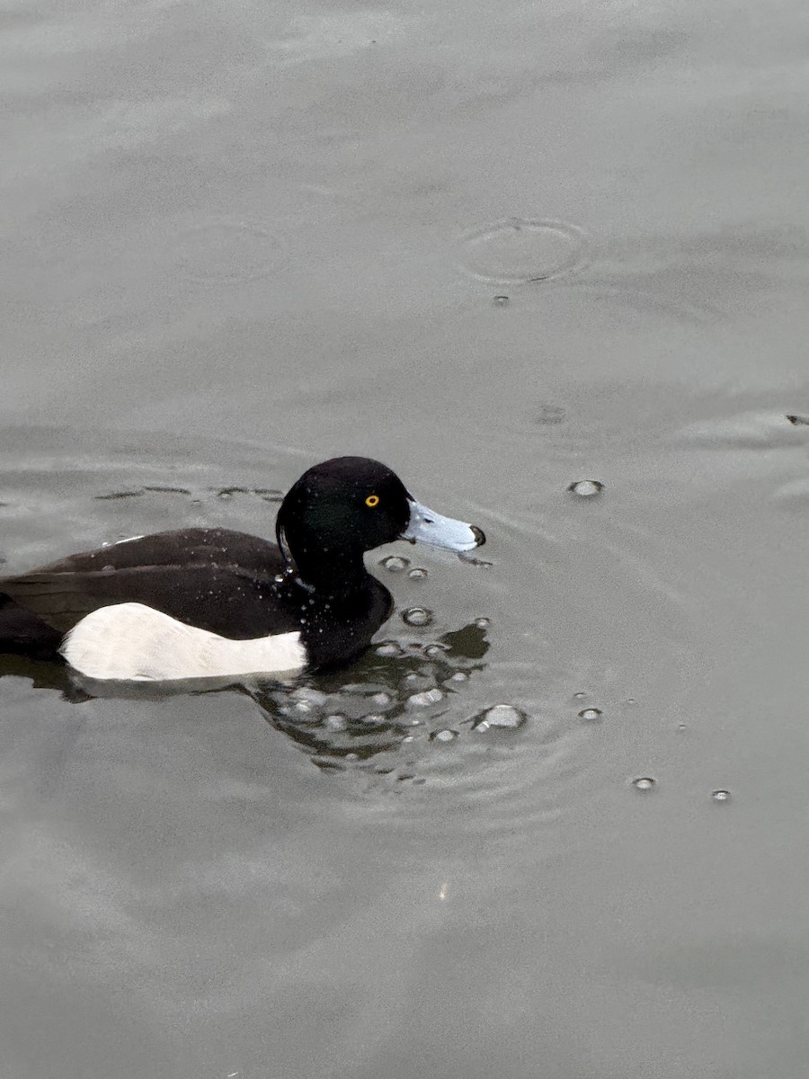 toppand - ML647425135