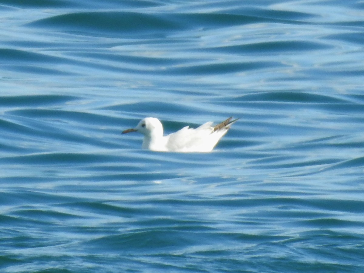Slender-billed Gull - ML647425156