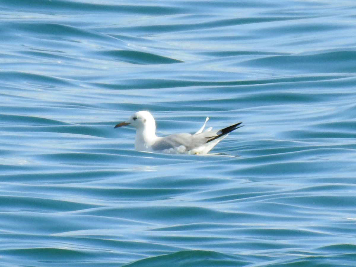 Slender-billed Gull - ML647425157
