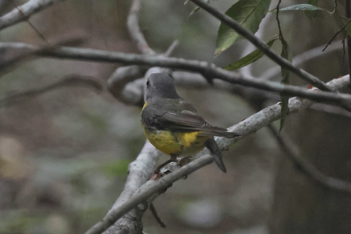 Eastern Yellow Robin - ML647425159
