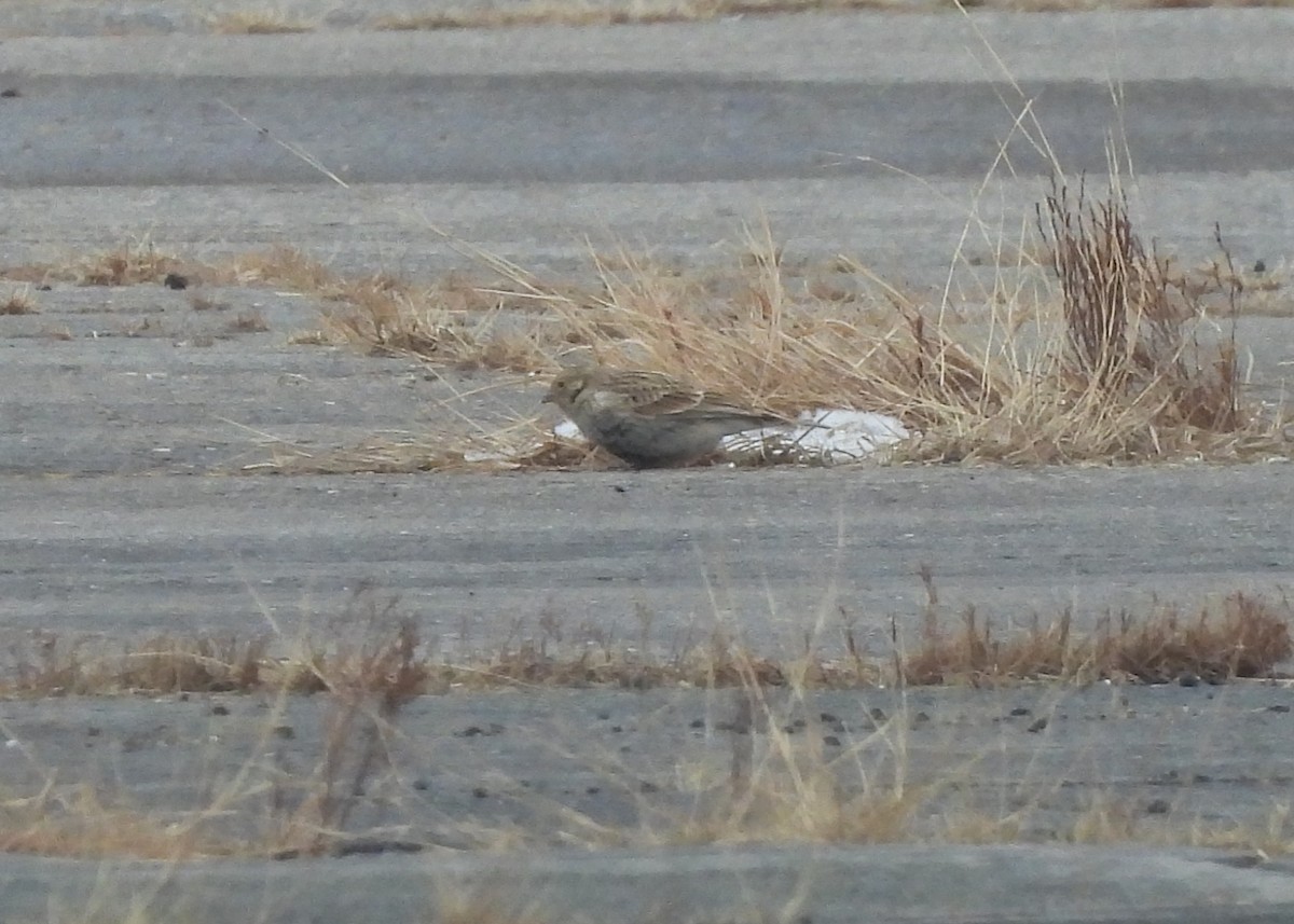 Plectrophane à ventre noir - ML647425160