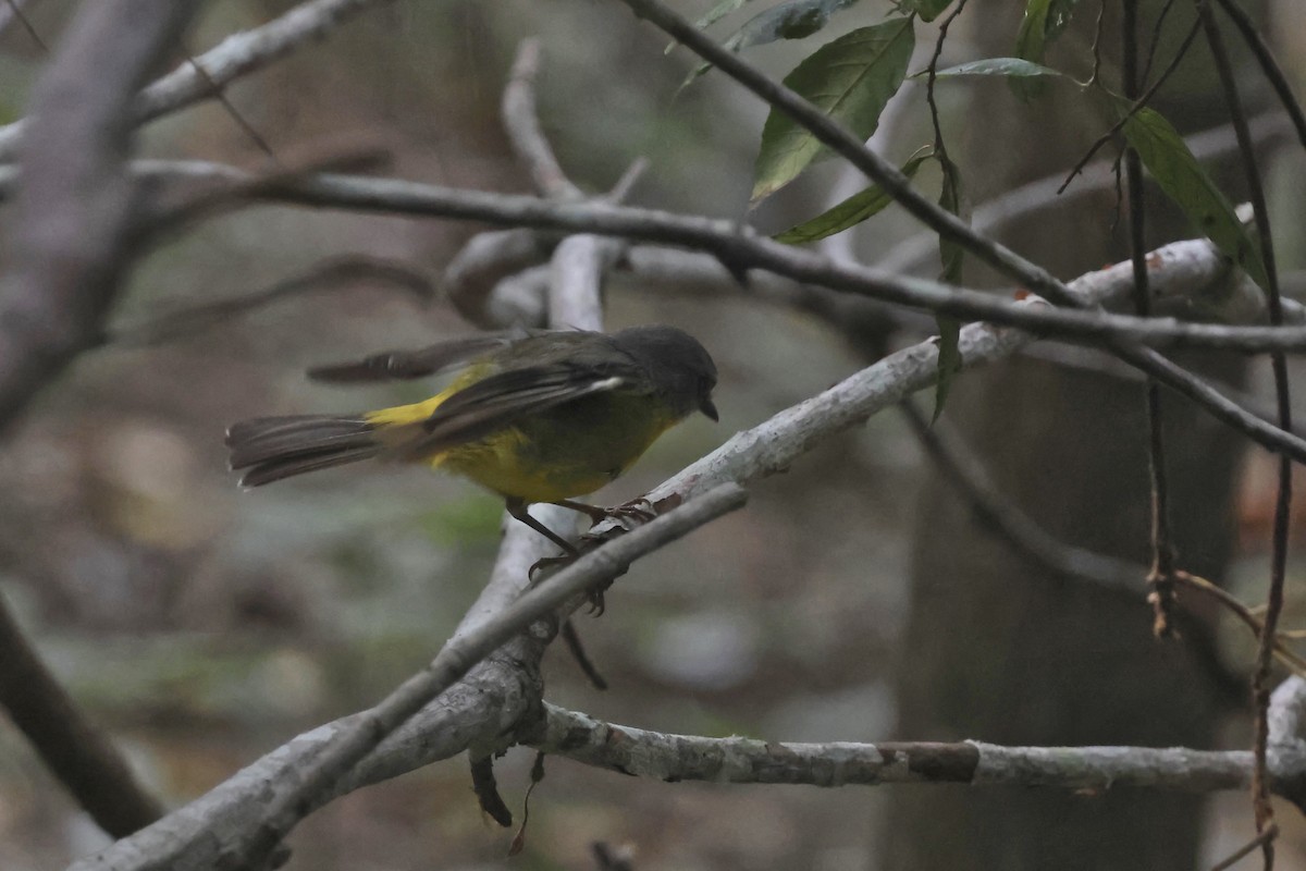 Eastern Yellow Robin - ML647425161