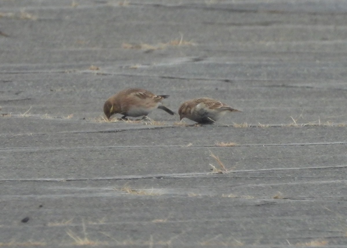 Plectrophane à ventre noir - ML647425163