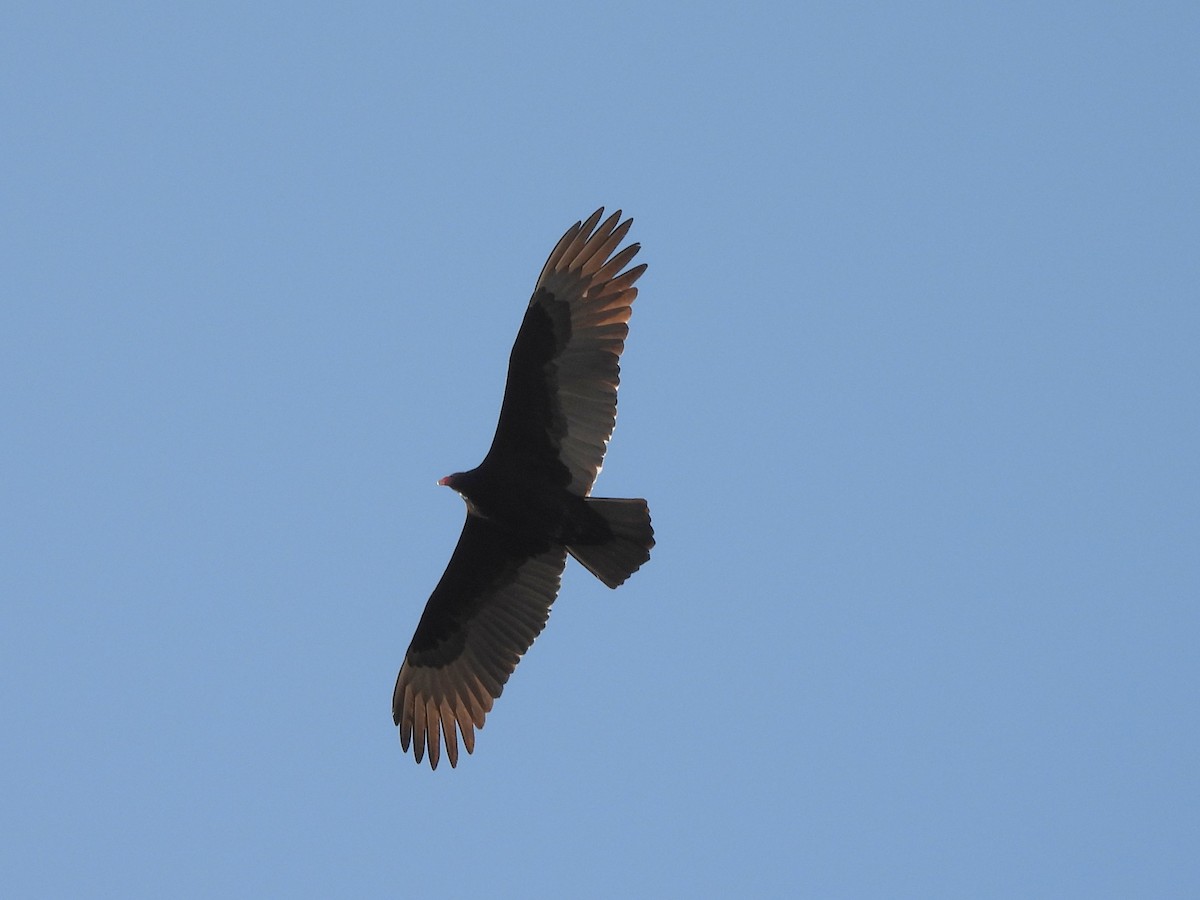 Turkey Vulture - ML647425186