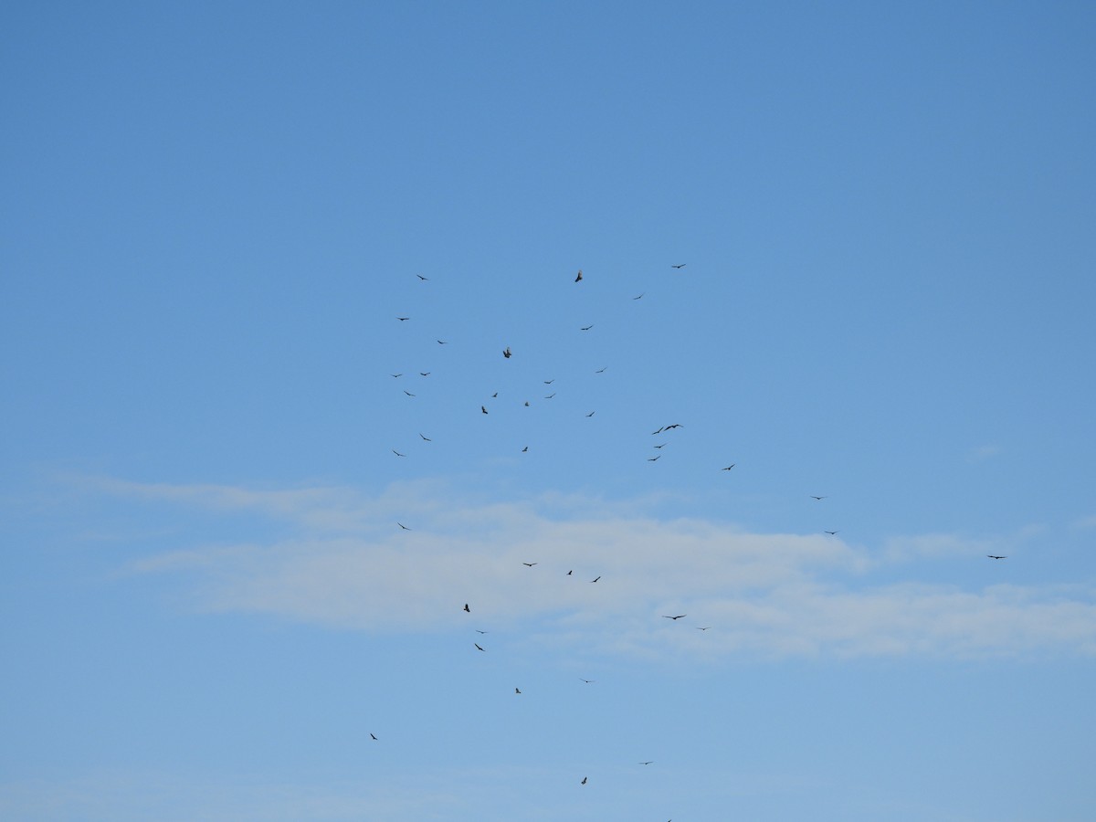 Turkey Vulture - ML647425188