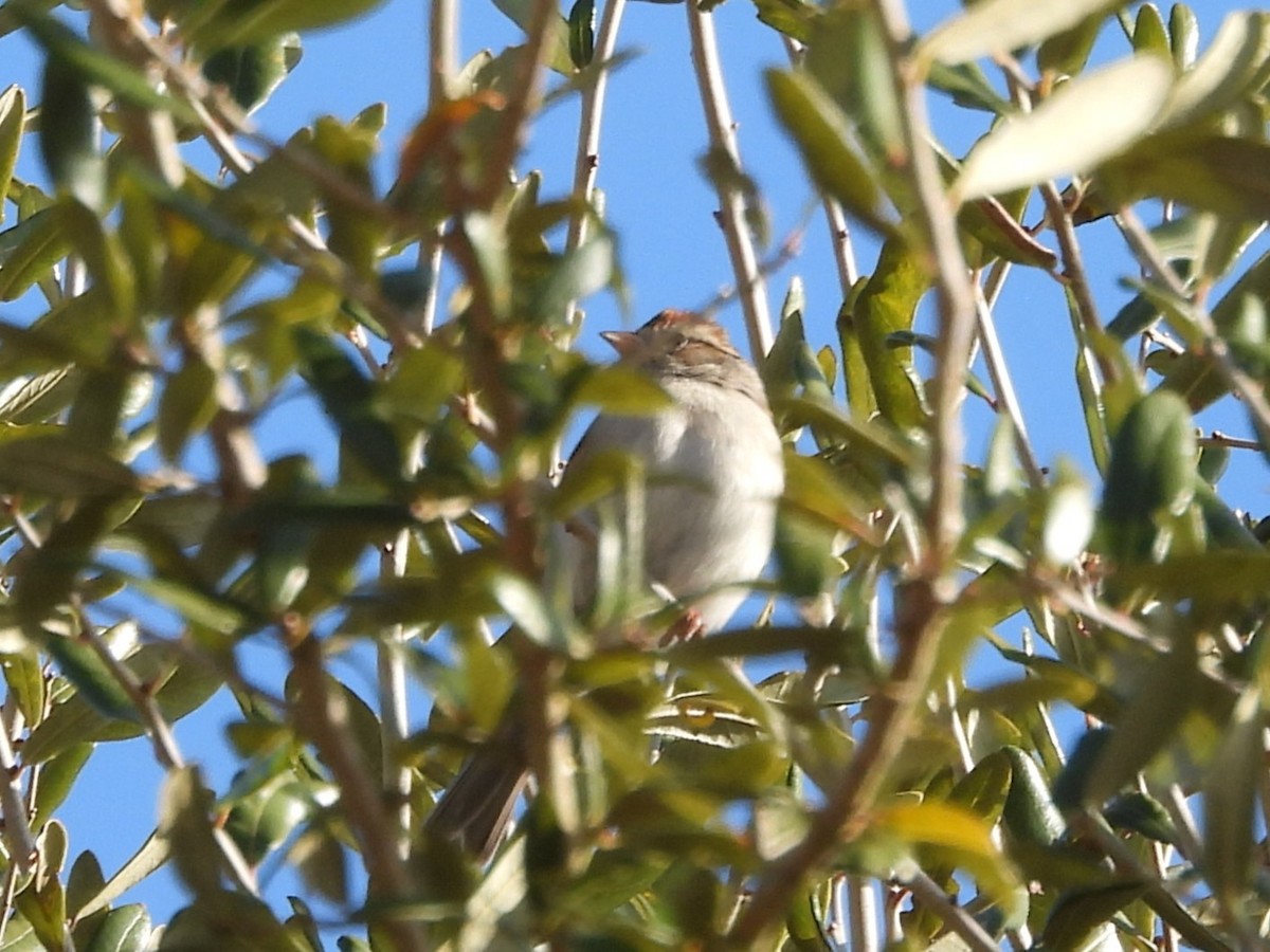 Chipping Sparrow - ML647425245