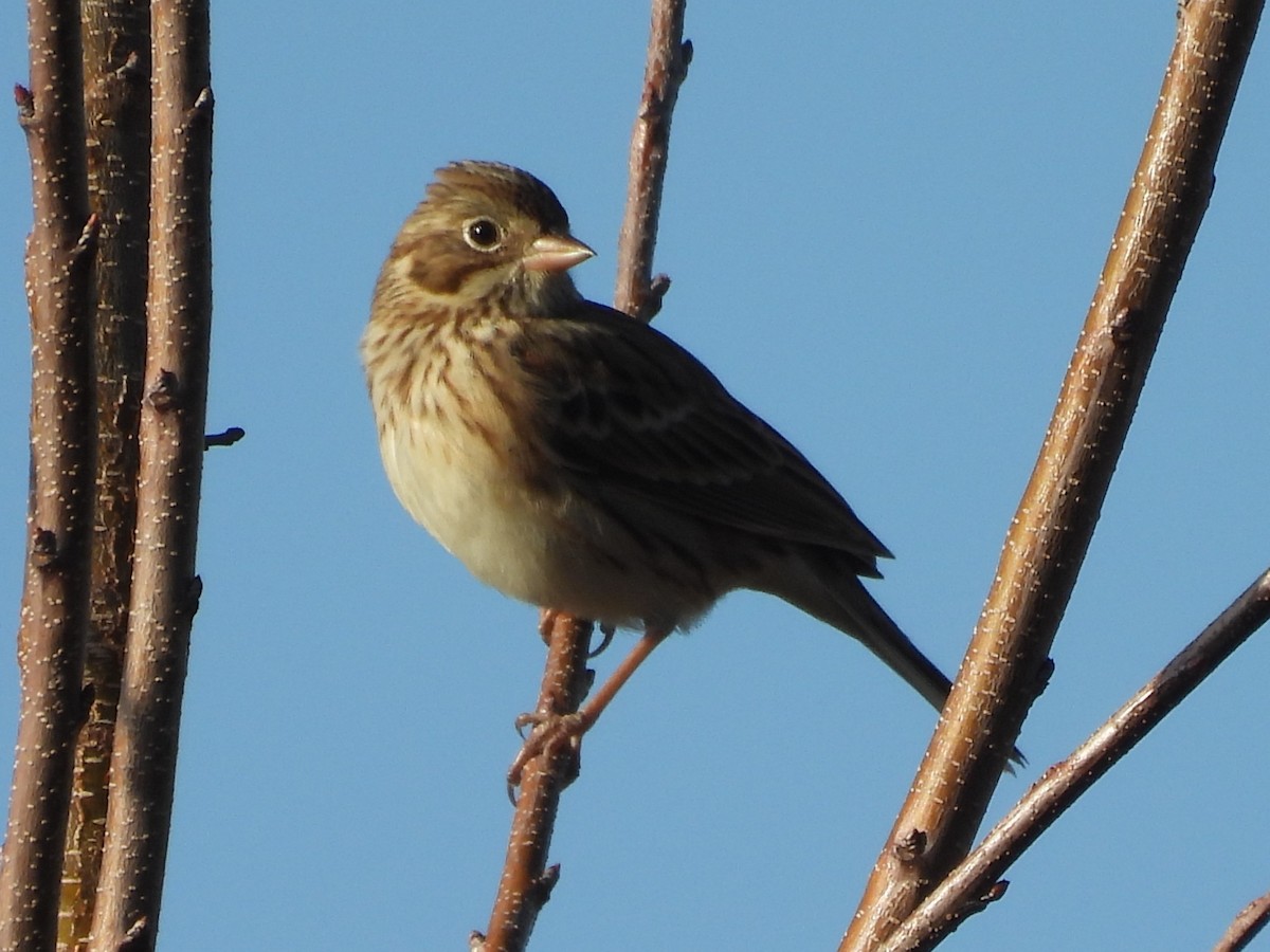 Vesper Sparrow - ML647425275