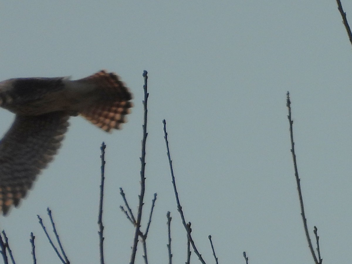 American Kestrel - ML647425283