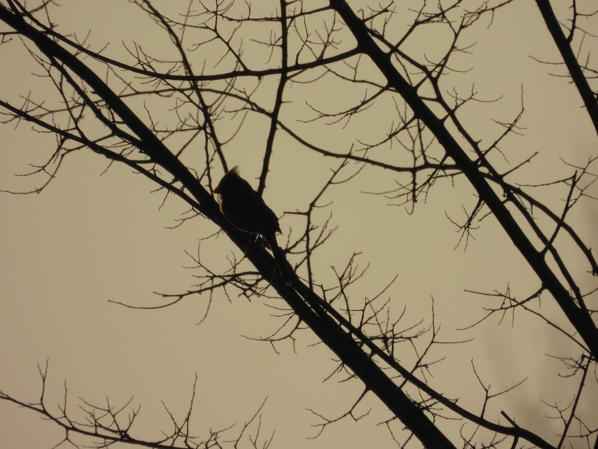 Northern Cardinal - ML647425311