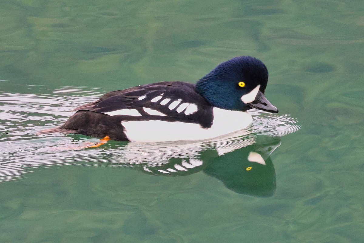 キタホオジロガモ - ML647425316