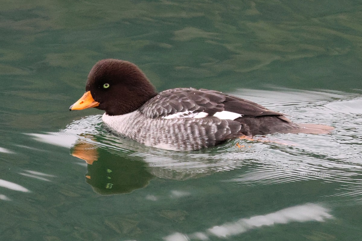 キタホオジロガモ - ML647425317