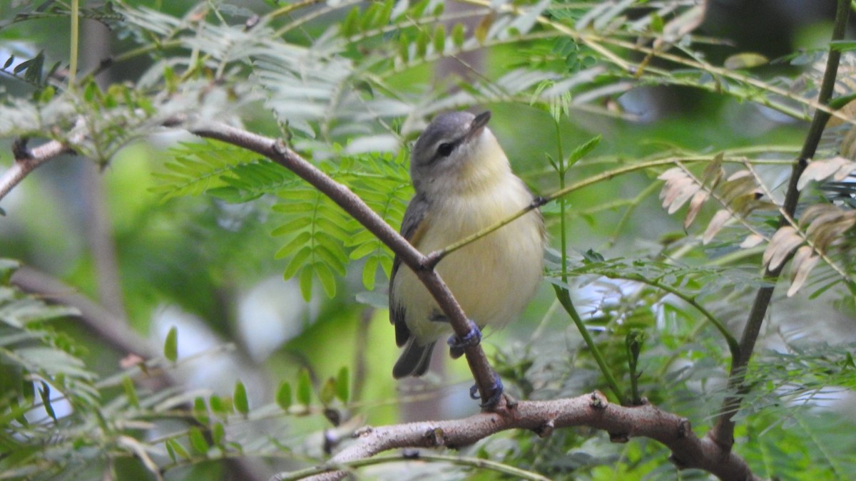 Bireo filadelfiarra - ML647425333