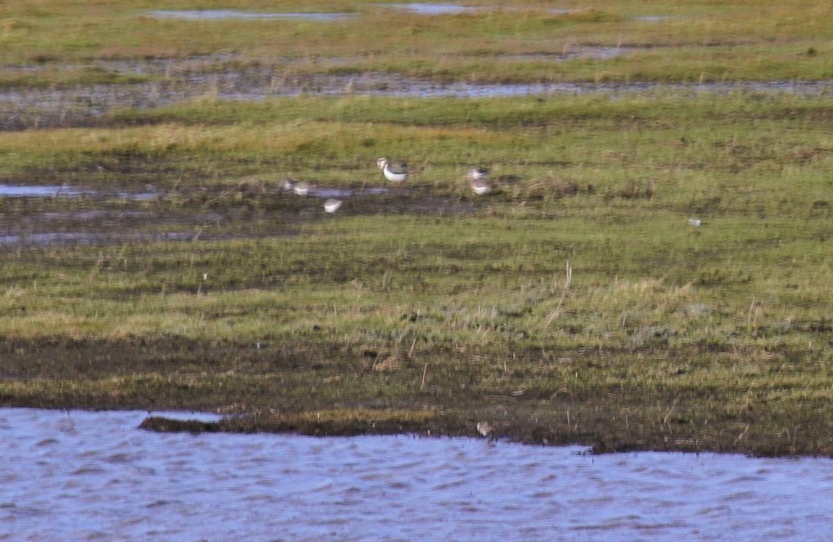 Little Stint - ML647425335