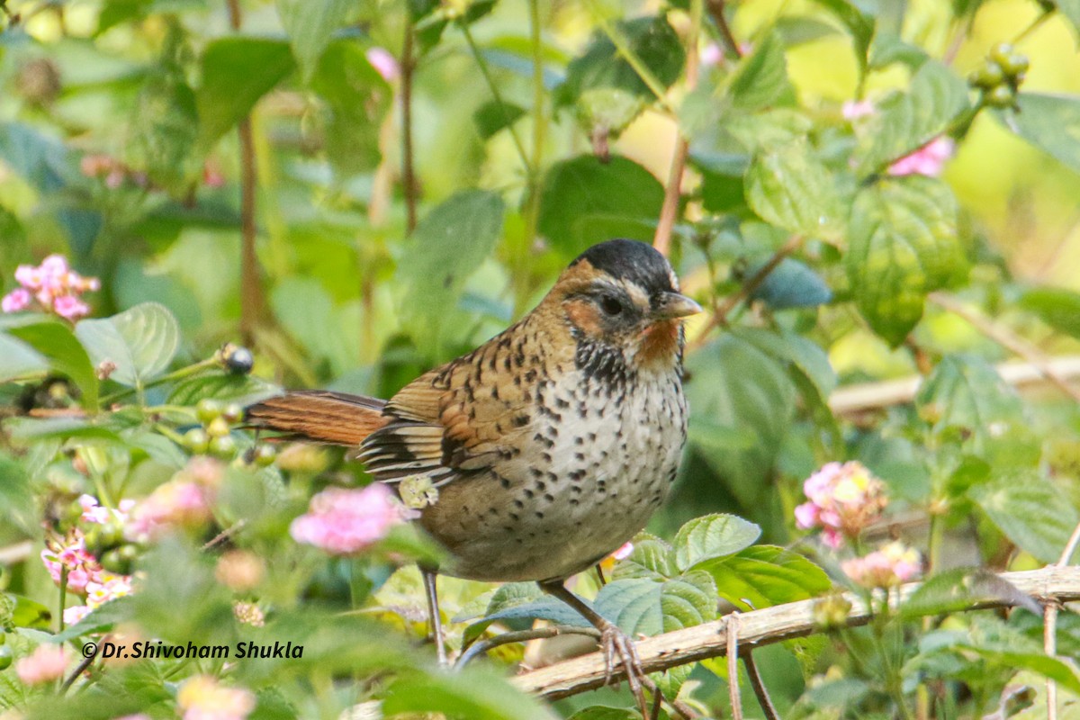 Чагарниця рудогорла - ML647425342