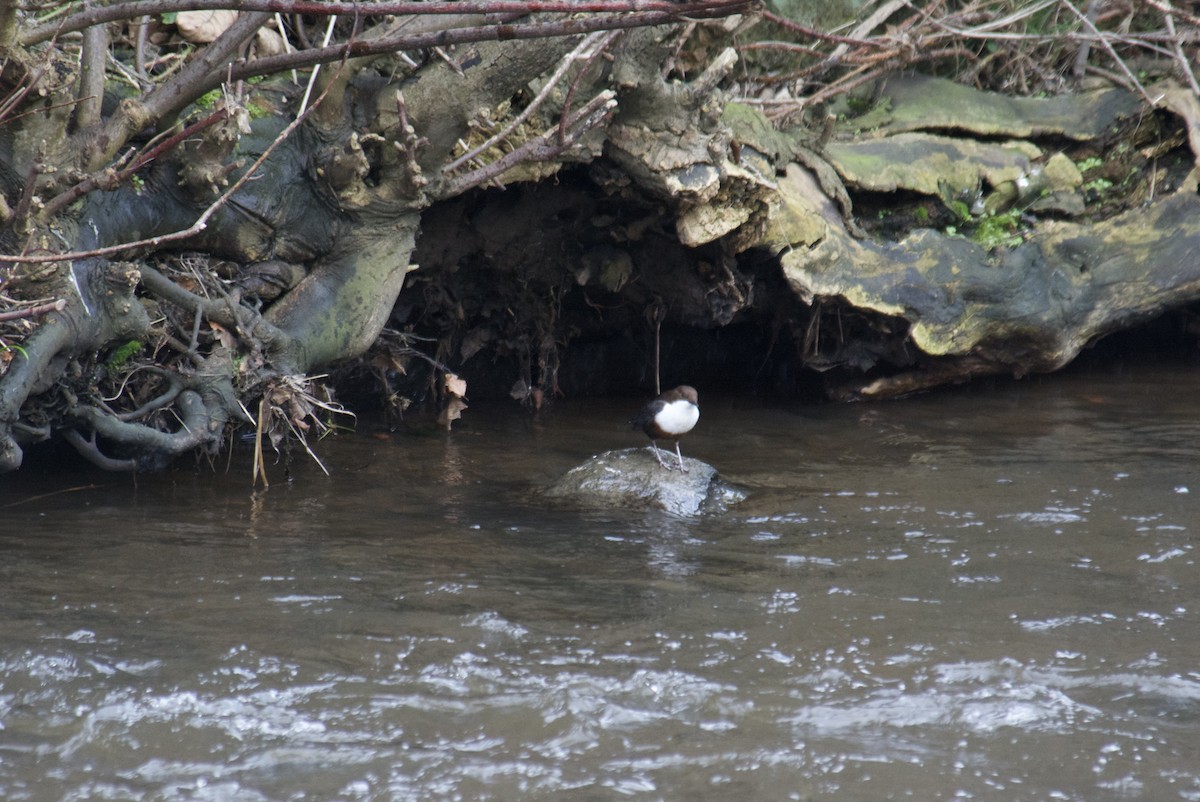 אמודאי הנחלים - ML647425351
