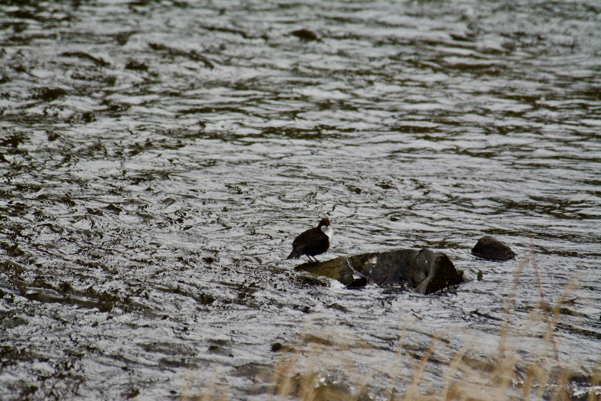 אמודאי הנחלים - ML647425353
