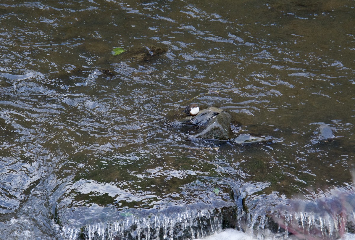 אמודאי הנחלים - ML647425354