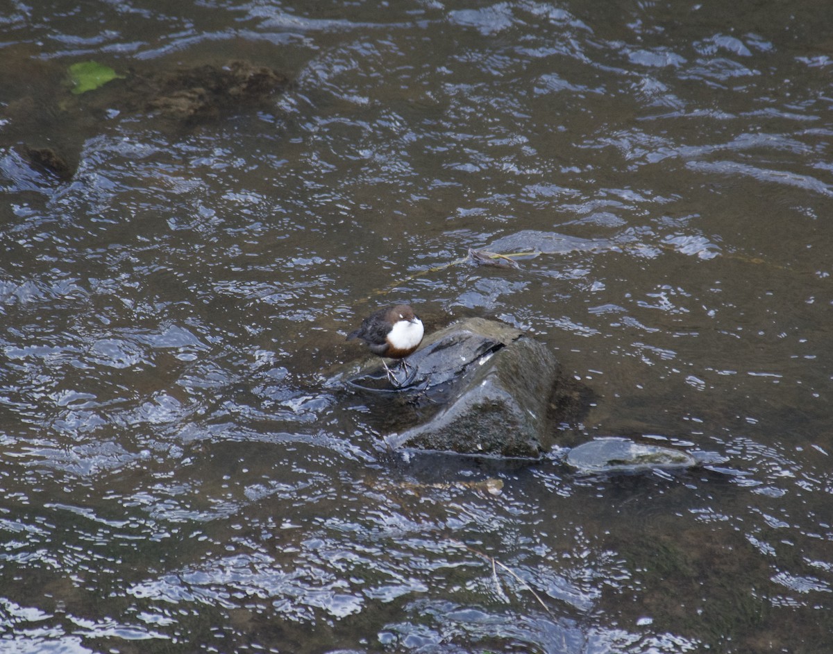 אמודאי הנחלים - ML647425355