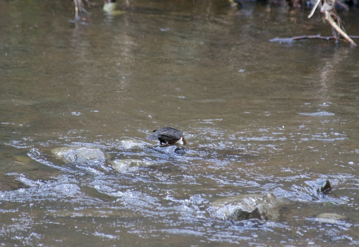 אמודאי הנחלים - ML647425356