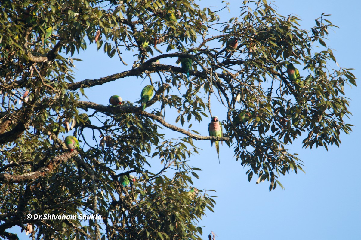 Red-breasted Parakeet - ML647425357