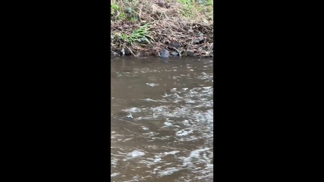 Оляпка - ML647425361