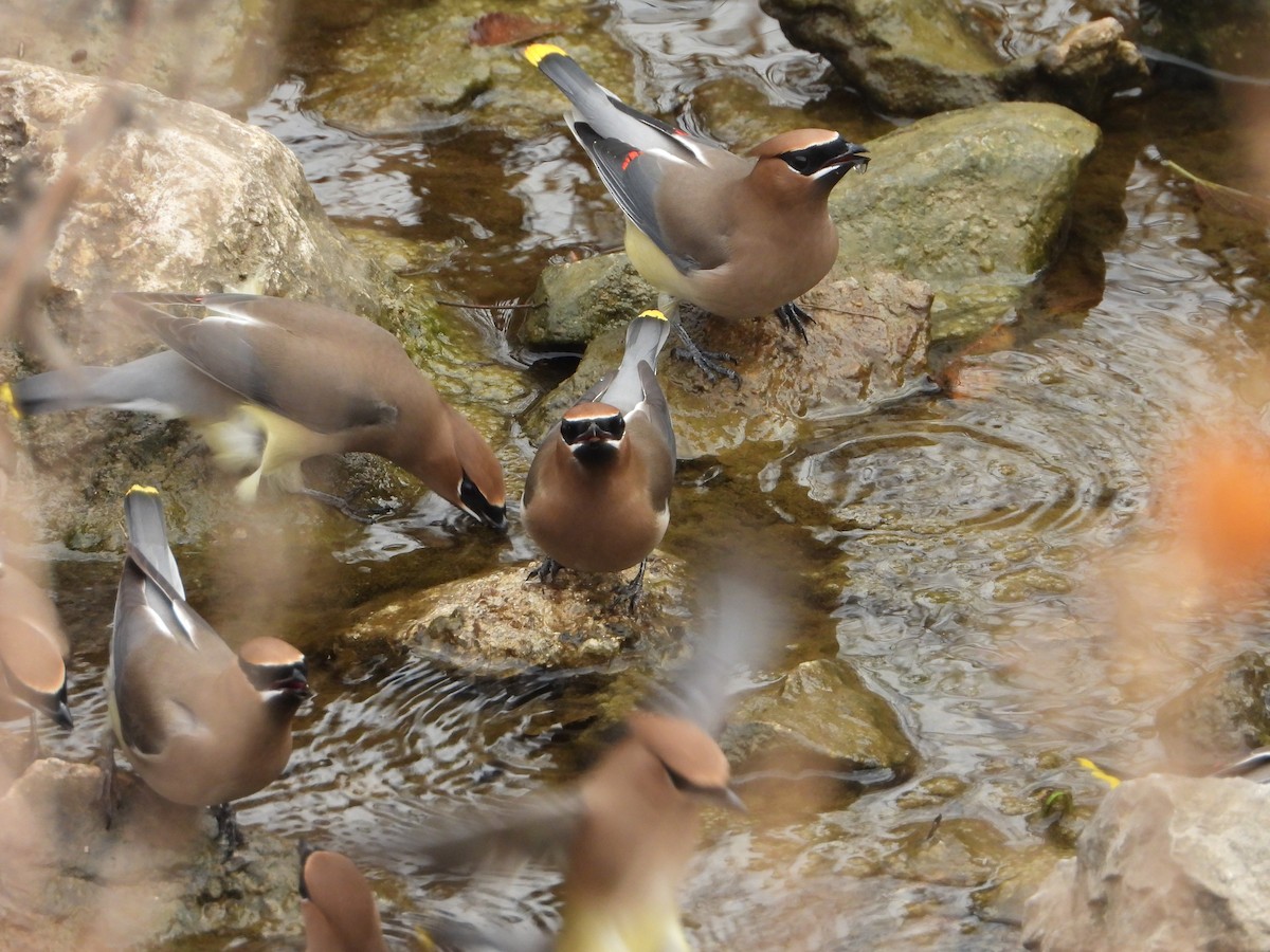 Buztanori amerikarra - ML647425400