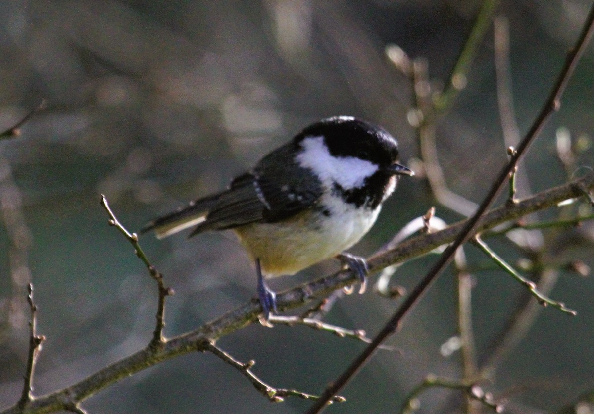 Coal Tit - ML647425417