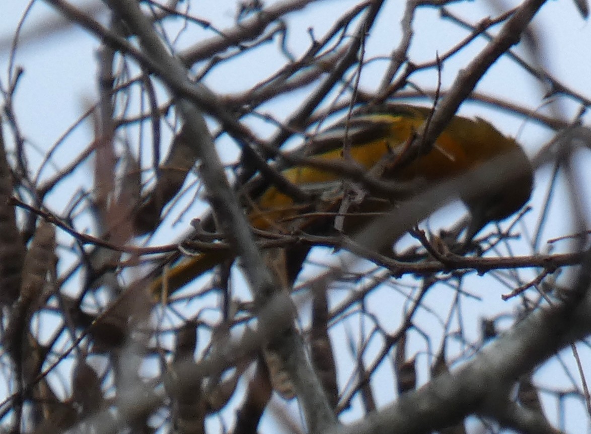 Балтиморский трупиал - ML647425425