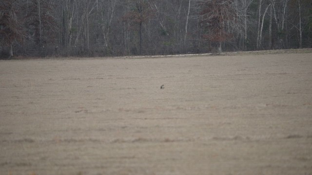 Лунь американський - ML647425427