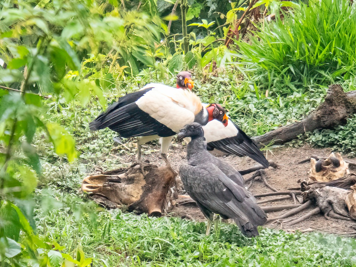 King Vulture - ML647425437