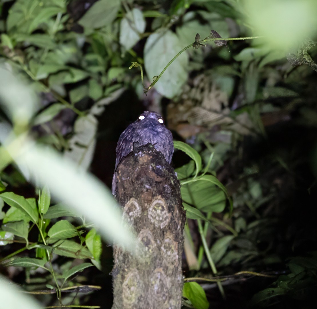 Lyre-tailed Nightjar - ML647425440