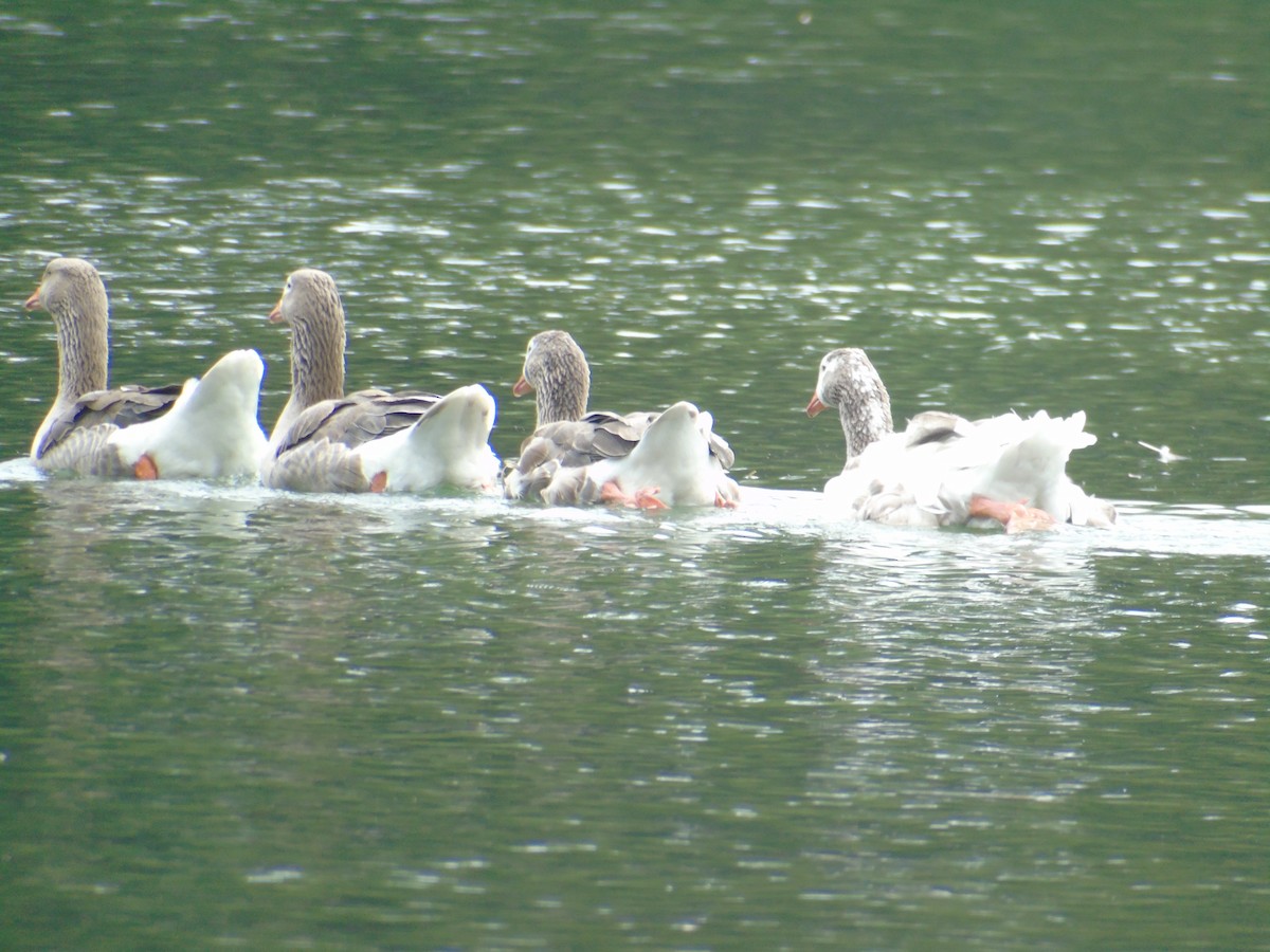 Boz Kaz (evcil tip) - ML647425442