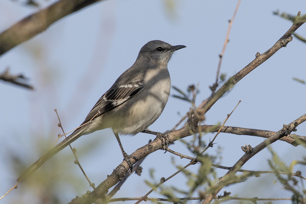 Northern Mockingbird - ML647425445