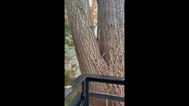 Повзик каролінський - ML647425447