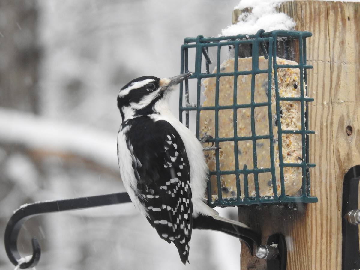 Hairy Woodpecker - ML647425455