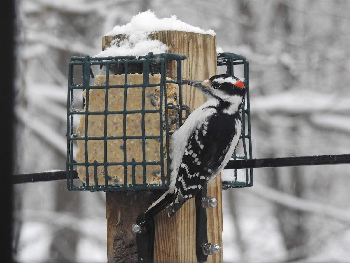 Hairy Woodpecker - ML647425456